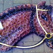 Horses Head Tribute