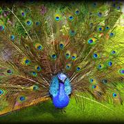 3-D Peacock