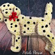 Dalmatian Dog
