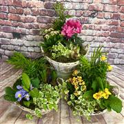Planted bowls Florist Choice
