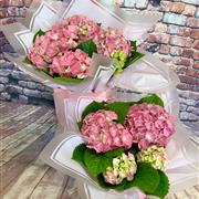 Hydrangea Plant